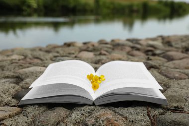 Nehir kenarındaki taşların üzerinde sarı çiçeklerin olduğu açık bir kitap