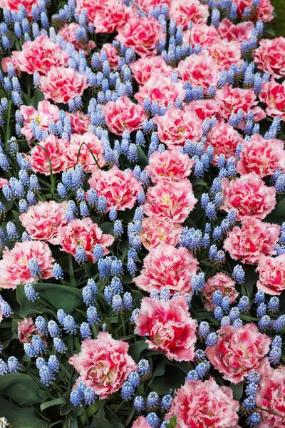 Many Beautiful Tulip Muscari Flowers Background View Spring Season — Stockfoto