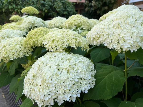 Hortênsia Bonita Com Flores Brancas Florescendo Livre — Fotografia de Stock