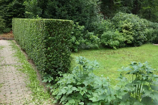 Hermosas Plantas Verdes Setos Cerca Camino Pavimentado Aire Libre Diseño — Foto de Stock