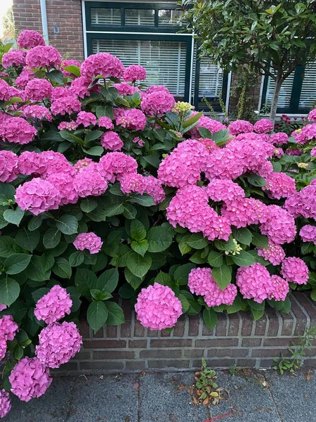 Hortensia Plant Beautiful Flowers Growing Outdoors — 图库照片