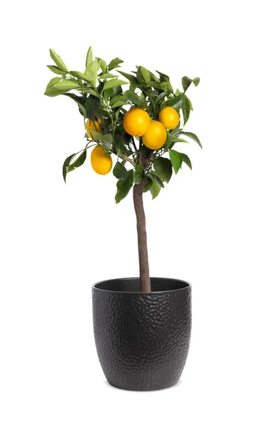 Lemon tree with ripe fruits in pot on white background