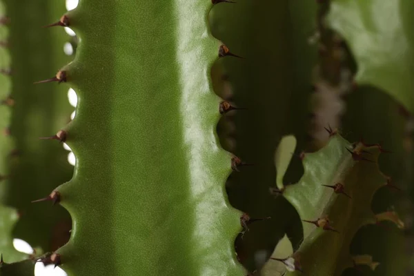 Крупный План Красивого Кактуса Тропические Растения — стоковое фото
