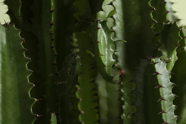 Close Zicht Mooie Cactus Tropische Planten — Stockfoto