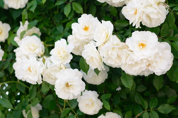 Mooie Bloeiende Rozenstruik Met Witte Bloemen Buiten — Stockfoto