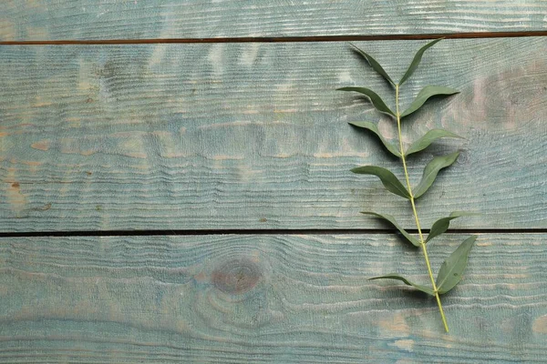 Eucalyptus branch with fresh green leaves on light blue wooden table, top view. Space for text