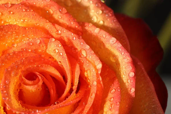 Vista Cerca Hermosa Rosa Flor Con Gotas Rocío Sobre Fondo —  Fotos de Stock