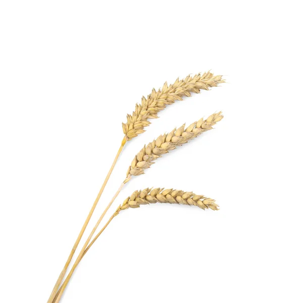 Dried Ears Wheat White Background Top View — Zdjęcie stockowe