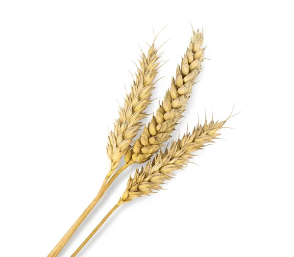 Dried Ears Wheat White Background Top View — Stock fotografie