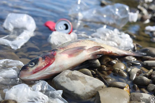 Мертвая Рыба Среди Мусора Камнях Возле Реки Загрязнение Окружающей Среды — стоковое фото