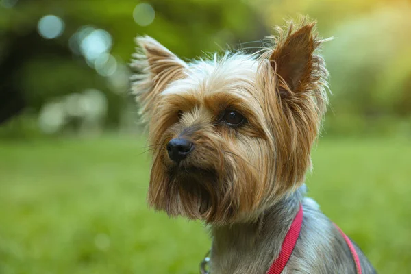 Cute Yorkshire Terrier Park Closeup View — Foto Stock