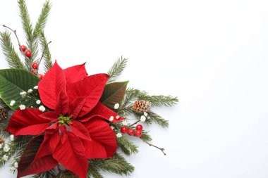 Beyaz zemin üzerinde güzel noktalı düz kompozisyon, metin için boşluk. Geleneksel Noel çiçeği