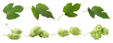 Beyaz arka planda taze yeşil zıpzıp seti. Pankart tasarımı