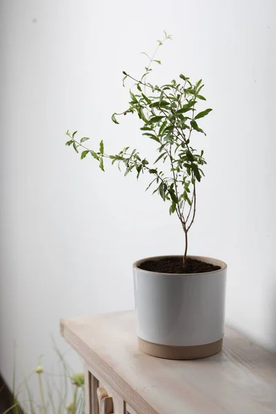 Pomegranate Plant Green Leaves Pot Wooden Table White Wall — Photo