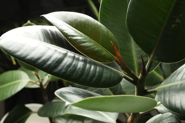 Ficus Lush Leaves Closeup Tropical Plant — Stock Photo, Image