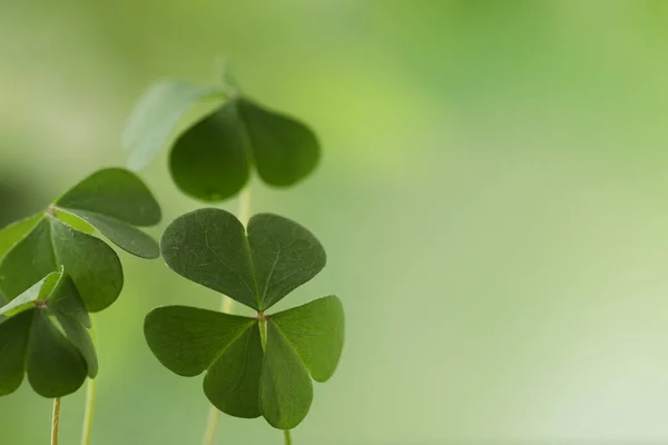 Clover Opouští Rozmazané Pozadí Prostor Pro Text Symbol Svatého Patrika — Stock fotografie