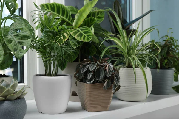 Different Beautiful Potted Houseplants Window Sill Indoors — Fotografia de Stock