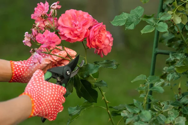 Mulher Luvas Jardinagem Poda Rosa Arbusto Com Tesouras Livre Close — Fotografia de Stock