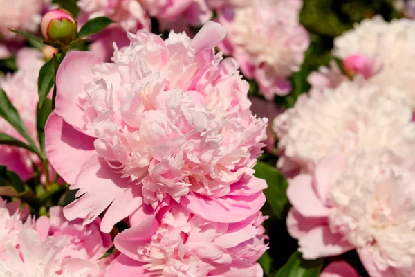 Wonderful Fragrant Pink Peonies Outdoors Closeup View — Fotografia de Stock