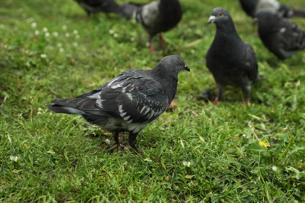 야외의 아름다운 비둘기 — 스톡 사진