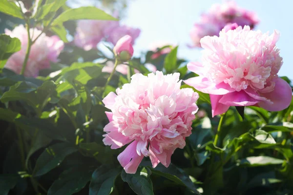 Wonderful Pink Peonies Garden Sky Closeup —  Fotos de Stock