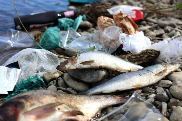 Dead fishes among trash on stones near river. Environmental pollution concept