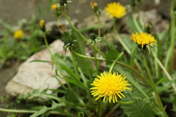 Yellow Dandelion Flowers Green Leaves Growing Outdoors Closeup — Stock Photo, Image