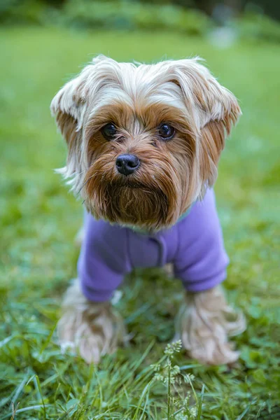 Cute Yorkshire Terrier Wearing Stylish Pet Clothes Park — Stock Photo, Image