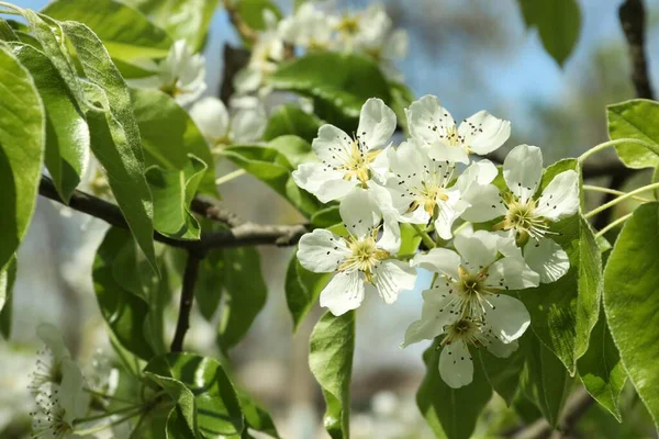 Mooie Bloeiende Perenboom Buiten Zonnige Dag Close — Stockfoto