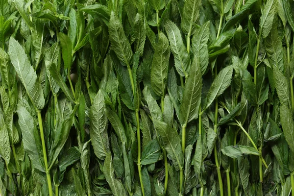 Heap of beautiful green mint as background, top view