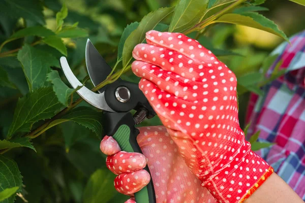 Mujer Guantes Jardinería Arbusto Poda Con Tijeras Podar Aire Libre —  Fotos de Stock