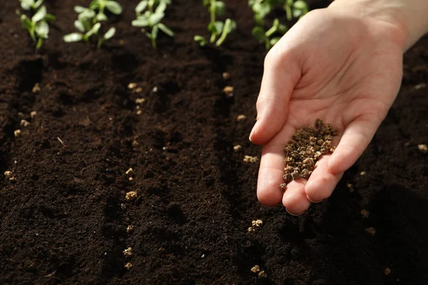 Mulher Plantando Sementes Beterraba Solo Fértil Close Produtos Hortícolas Crescimento — Fotografia de Stock