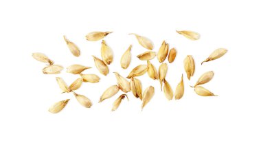 Pile of wheat grains on white background, top view