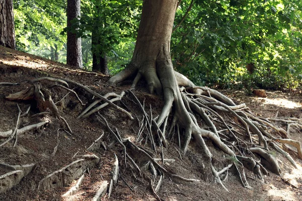Tree Roots Visible Ground Forest — Stock Photo, Image