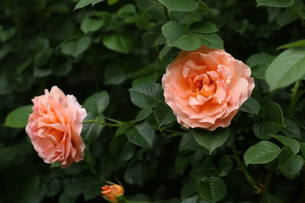 Closeup View Beautiful Blooming Rose Bush Outdoors — Foto de Stock