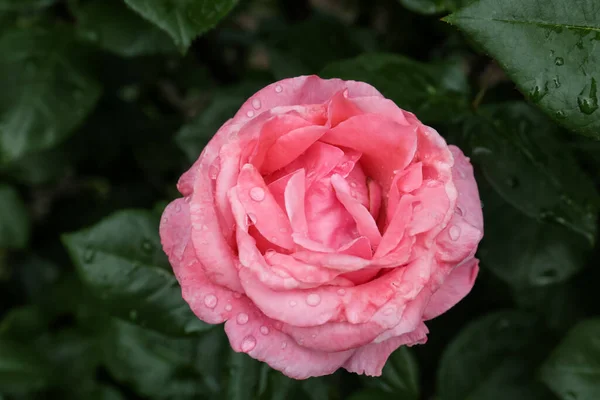 Belle Fleur Rose Rose Avec Gouttes Rosée Dans Jardin Vue — Photo