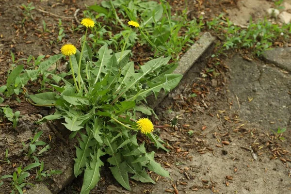Żółte Kwiaty Mniszka Lekarskiego Zielonymi Liśćmi Rosnącymi Zewnątrz — Zdjęcie stockowe