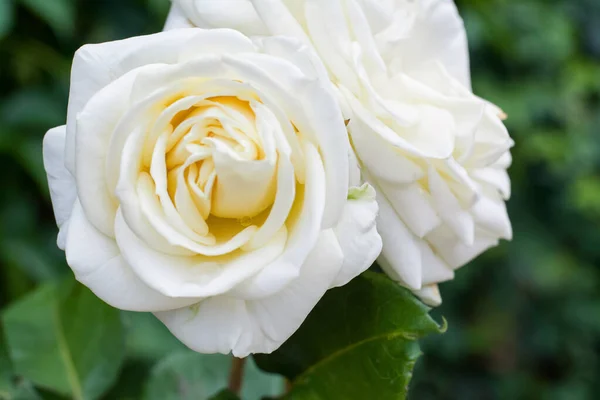 Bush Beautiful Blooming Roses Garden Sunny Day Closeup — Stock Photo, Image