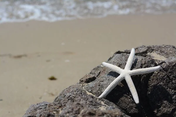 Beautiful Starfish Black Stone Sea Space Text — Foto Stock