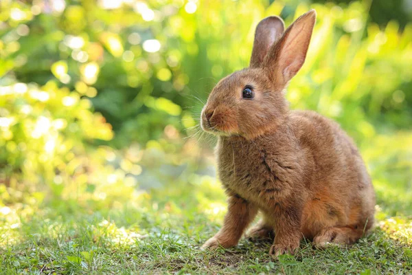 Schattig Pluizig Konijn Groen Gras Buiten Ruimte Voor Tekst — Stockfoto