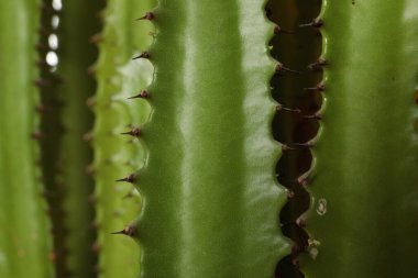 Güzel kaktüsün yakın görüntüsü. Tropik bitki