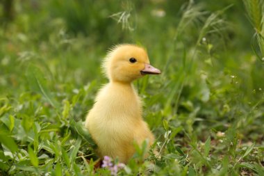 Yeşil çimlerin üzerinde sevimli tüylü ördek yavrusu. Yavru hayvan