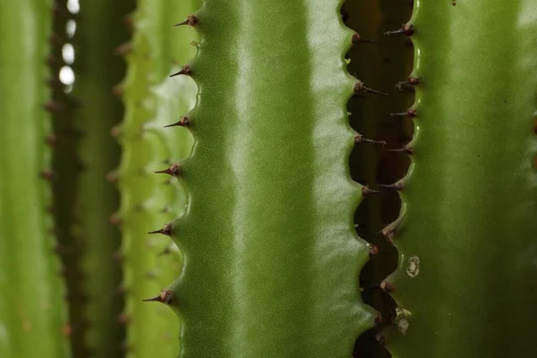 Nahaufnahme Von Schönen Kakteen Tropische Pflanze — Stockfoto