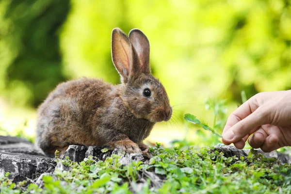 Vrouw Voeden Schattig Pluizig Konijn Met Gras Buiten Close — Stockfoto