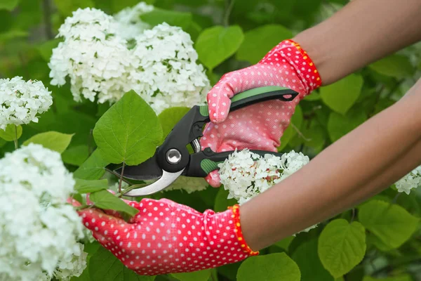 Mulher Luvas Jardinagem Poda Hortênsia Arbusto Com Tesouras Livre Close — Fotografia de Stock