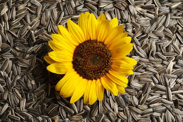 Krásná Květina Syrová Slunečnicová Semena Jako Pozadí Horní Pohled — Stock fotografie