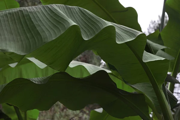 Крупним Планом Бананова Рослина Красивим Зеленим Листям Відкритому Повітрі Тропічна — стокове фото