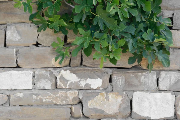 Beautiful Green Tree Stone Wall Outdoors — Φωτογραφία Αρχείου