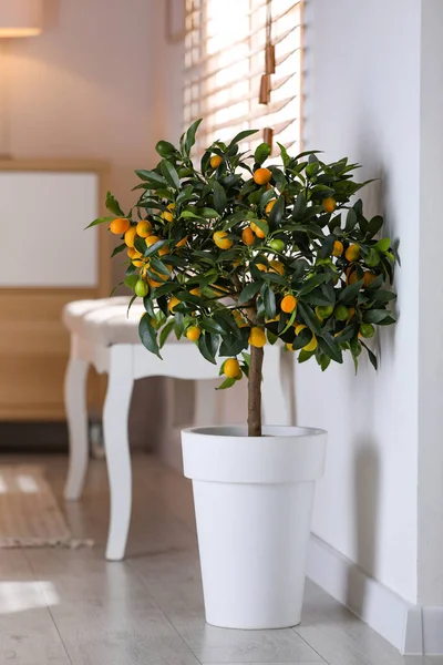 Kumquat Pot Avec Des Fruits Mûrs Intérieur Design Intérieur — Photo