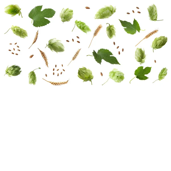 白を基調としたホップ 緑の葉と小麦の耳 — ストック写真